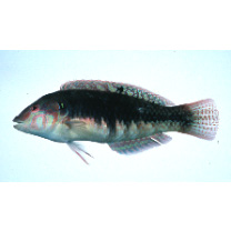 Halichoeres miniatus (Valenciennes, 1839)