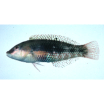 Halichoeres miniatus (Valenciennes, 1839)