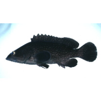 Epinephelus coeruleopunctatus (Bloch, 1790)