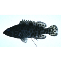 Epinephelus hexagonatus (Forster, 1801)