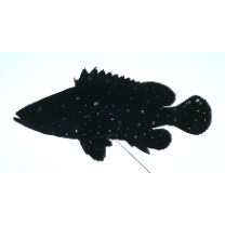 Epinephelus coeruleopunctatus (Bloch, 1790)