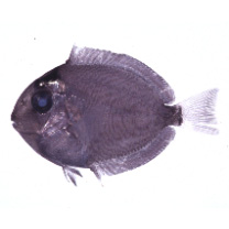 Acanthurus xanthopterus Valenciennes, 1835
