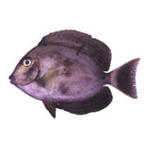 Acanthurus xanthopterus Valenciennes, 1835