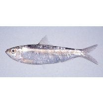 Sardinella sp