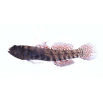 Eviota japonica Jewett et Lachner, 1983