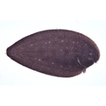 "Synaptura marginata" of Ochiai in Masuda et al. (1984)