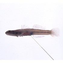 Smilosicyopus leprurus (Sakai et Nakamura, 1979)