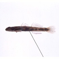 Smilosicyopus leprurus (Sakai et Nakamura, 1979)