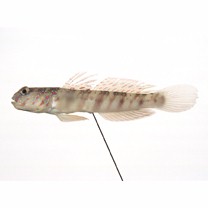 Cryptocentrus melanopus (Bleeker, 1860)