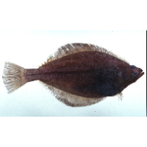 Hippoglossoides pinetorum (Jordan et Starks, 1904)