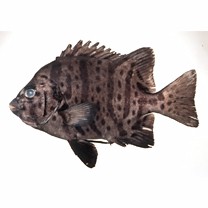 Oplegnathus fasciatus (Temminck et Schlegel, 1844) X Oplegnathus punctatus (Temminck et Schlegel, 1844)