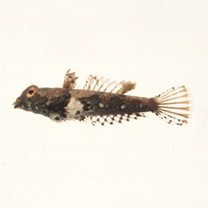 Neosynchiropus ijimae (Jordan et Thompson, 1914)