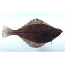 Hippoglossoides pinetorum (Jordan et Starks, 1904)