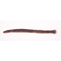 Luciogobius parvulus (Snyder, 1909)