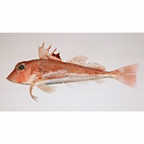 Lepidotrigla microptera Gunther, 1873