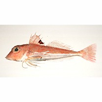 Lepidotrigla microptera Gunther, 1873