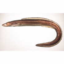 Conger myriaster (Brevoort, 1856)