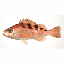 Sebastes joyneri Gunther, 1878