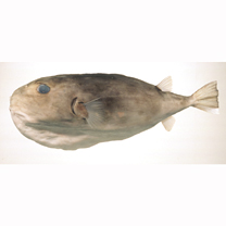 Sphoeroides pachygaster (Muller et Troschel, 1848)