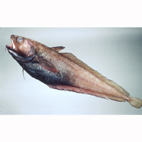 Physiculus japonicus Hilgendorf, 1879