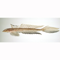 Repomucenus richardsonii (Bleeker, 1854)