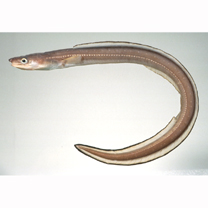 Conger myriaster (Brevoort, 1856)