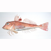 Lepidotrigla microptera Gunther, 1873