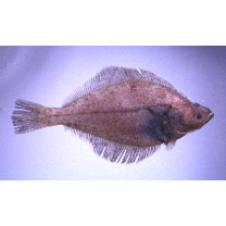 Hippoglossoides pinetorum (Jordan et Starks, 1904)