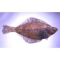 Hippoglossoides pinetorum (Jordan et Starks, 1904)