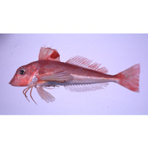 Lepidotrigla microptera Gunther, 1873