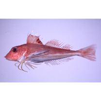 Lepidotrigla microptera Gunther, 1873