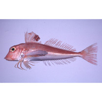 Lepidotrigla microptera Gunther, 1873