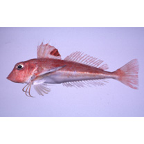 Lepidotrigla microptera Gunther, 1873