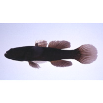 Eleotris acanthopoma Bleeker, 1853