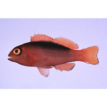 Neocirrhites armatus Castelnau, 1873