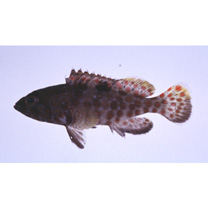 Epinephelus hexagonatus (Forster, 1801)