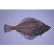 Hippoglossoides pinetorum (Jordan et Starks, 1904)