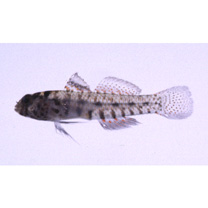 Eviota abax (Jordan et Snyder, 1901)