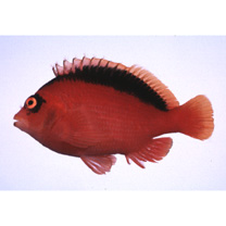 Neocirrhites armatus Castelnau, 1873