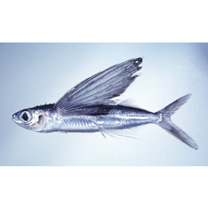 Cypselurus starksi Abe, 1953