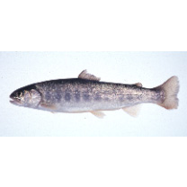 Salvelinus sp