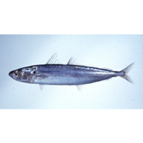 Decapterus macrosoma Bleeker, 1851