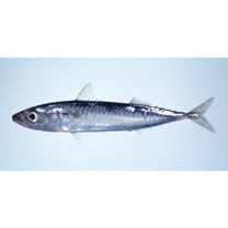 Scomber japonicus Houttuyn, 1782