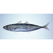 Decapterus muroadsi (Temminck et Schlegel, 1844)