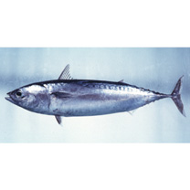 Auxis rochei (Risso, 1810)