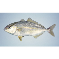 Seriola dumerili (Risso, 1810)