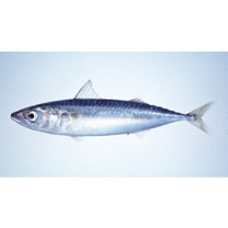 Scomber japonicus Houttuyn, 1782