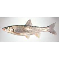 Tribolodon hakonensis (Gunther, 1877)