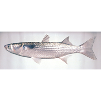 Mugil cephalus cephalus Linnaeus, 1758