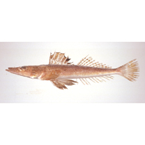 Suggrundus meerdervoortii (Bleeker, 1860)